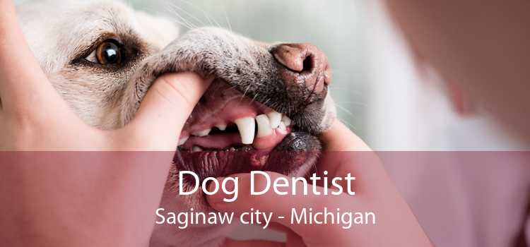 Dog Dentist Saginaw city - Michigan