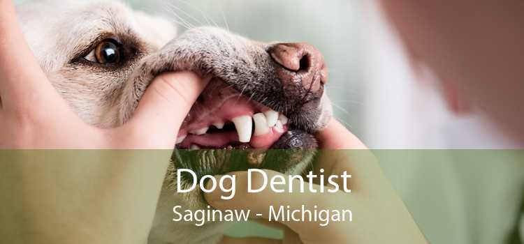 Dog Dentist Saginaw - Michigan