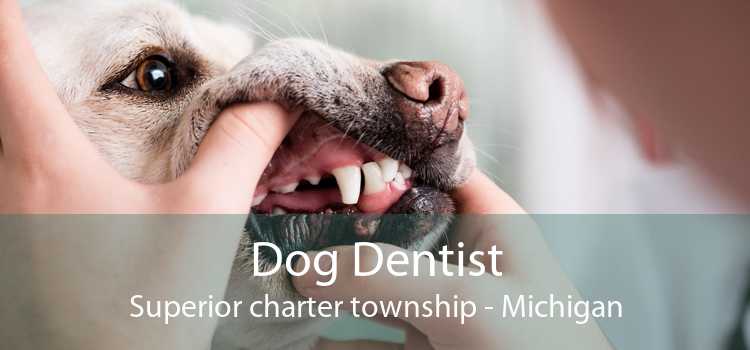 Dog Dentist Superior charter township - Michigan