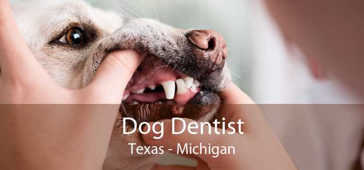 Dog Dentist Texas - Michigan