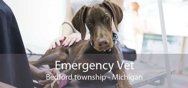 Emergency Vet Bedford township - Michigan