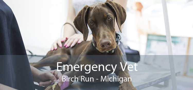 Emergency Vet Birch Run - Michigan