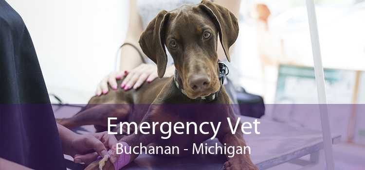 Emergency Vet Buchanan - Michigan