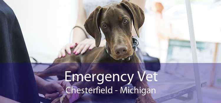 Emergency Vet Chesterfield - Michigan
