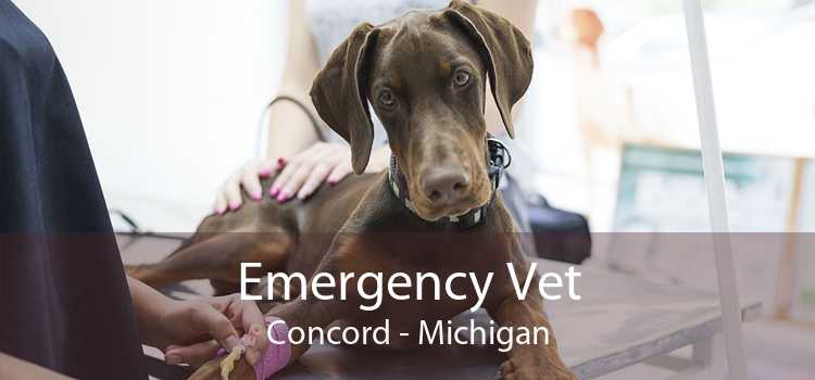 Emergency Vet Concord - Michigan