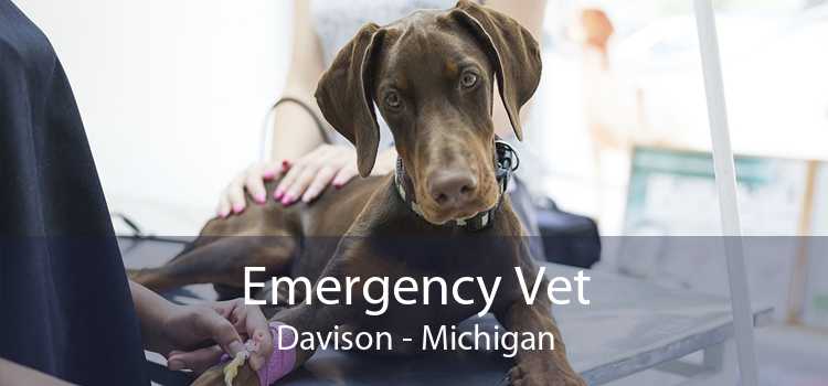 Emergency Vet Davison - Michigan