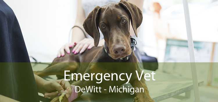 Emergency Vet DeWitt - Michigan