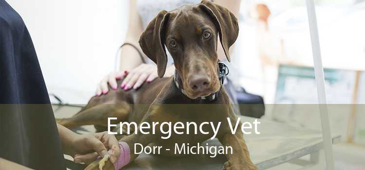 Emergency Vet Dorr - Michigan