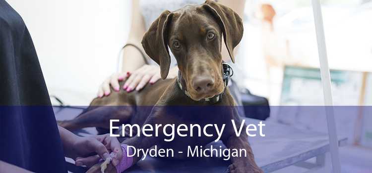 Emergency Vet Dryden - Michigan