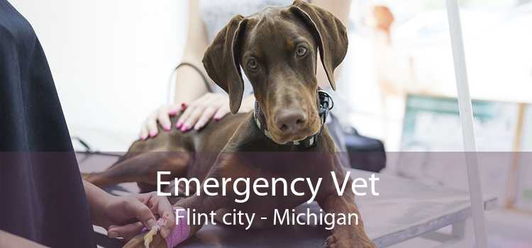 Emergency Vet Flint city - Michigan