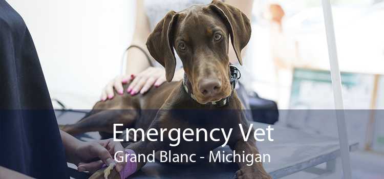 Emergency Vet Grand Blanc - Michigan
