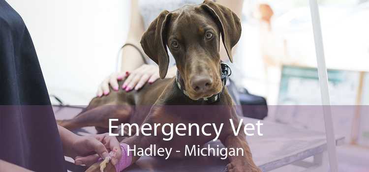 Emergency Vet Hadley - Michigan