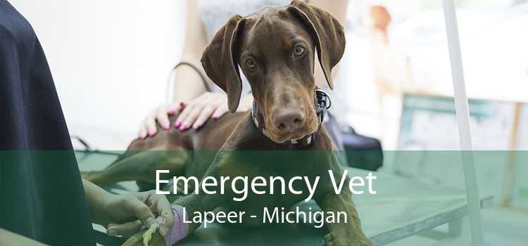 Emergency Vet Lapeer - Michigan