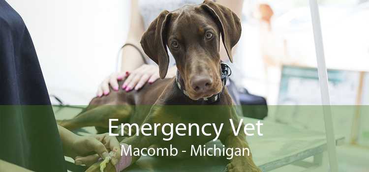 Emergency Vet Macomb - Michigan