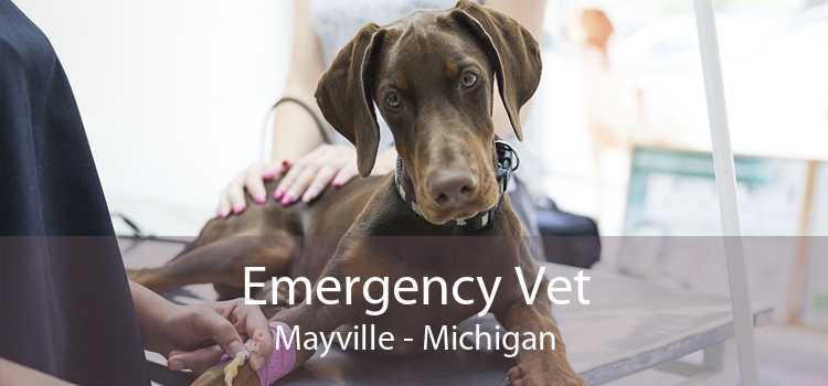 Emergency Vet Mayville - Michigan