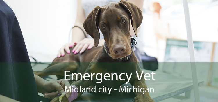 Emergency Vet Midland city - Michigan