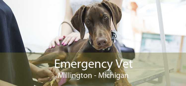 Emergency Vet Millington - Michigan