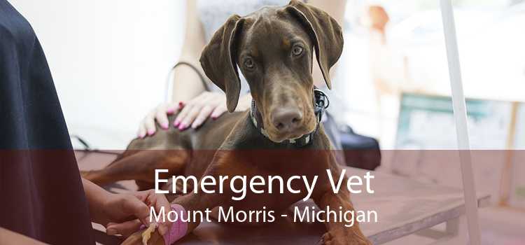 Emergency Vet Mount Morris - Michigan