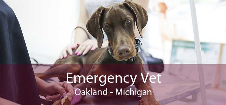 Emergency Vet Oakland - Michigan