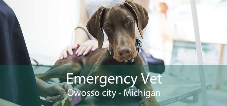 Emergency Vet Owosso city - Michigan
