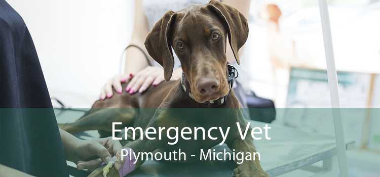 Emergency Vet Plymouth - Michigan