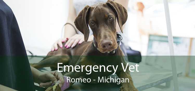 Emergency Vet Romeo - Michigan
