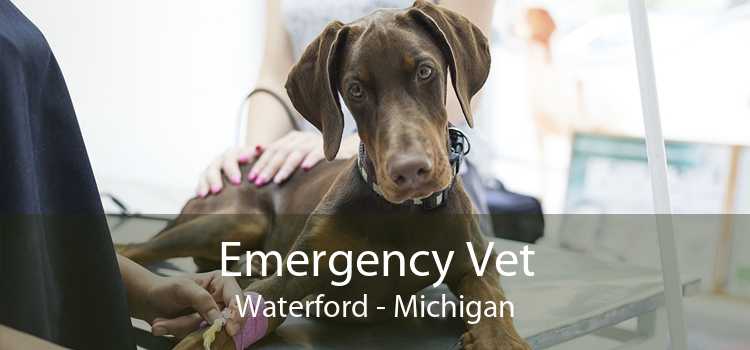 Emergency Vet Waterford - Michigan