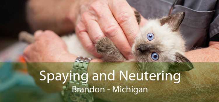 Spaying and Neutering Brandon - Michigan