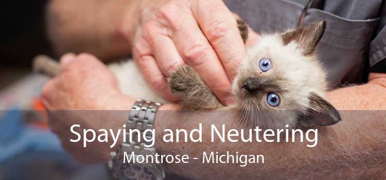 Spaying and Neutering Montrose - Michigan