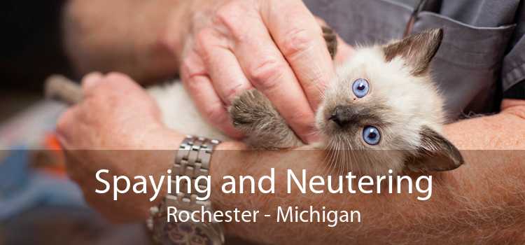 Spaying and Neutering Rochester - Michigan