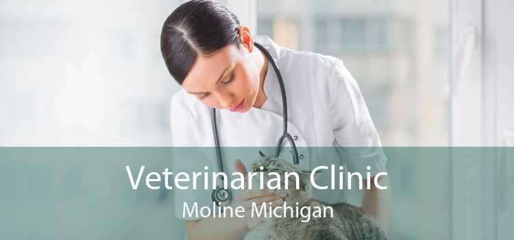 Veterinarian Clinic Moline Michigan