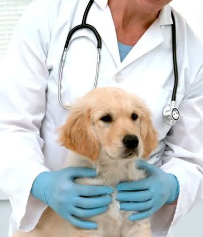 Romeo Animal Hospital