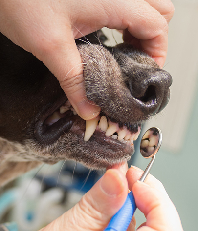 Caledonia township Dog Dentist