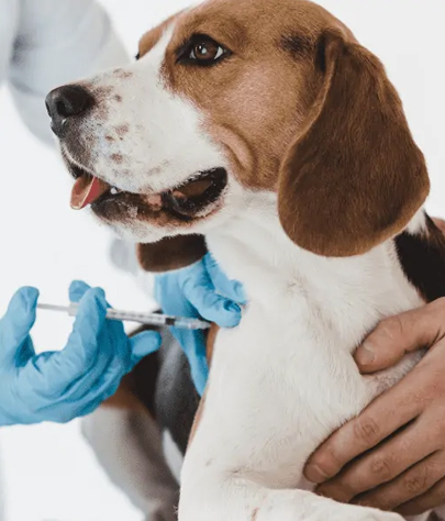 Dog Vaccinations in Manitou Beach