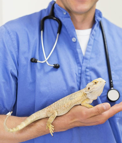 Gaines charter township Reptile Vet