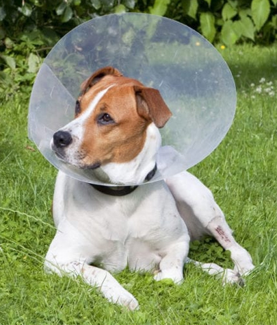 Rochester Hills Spaying And Neutering