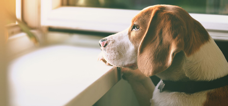 Dog Euthanasia Drugs in Harbert
