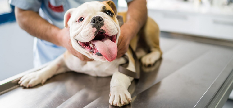 Ferndale pet emergency hospital