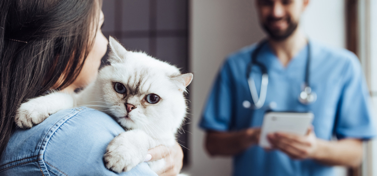 spay and neuter care in Orion